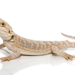 Baby Hypo Bearded Dragon