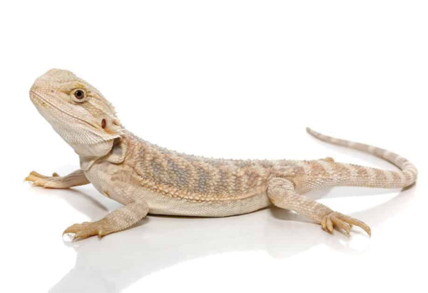 Baby Hypo Bearded Dragon