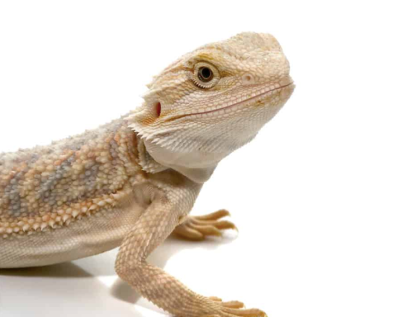 Baby Hypo Bearded Dragon