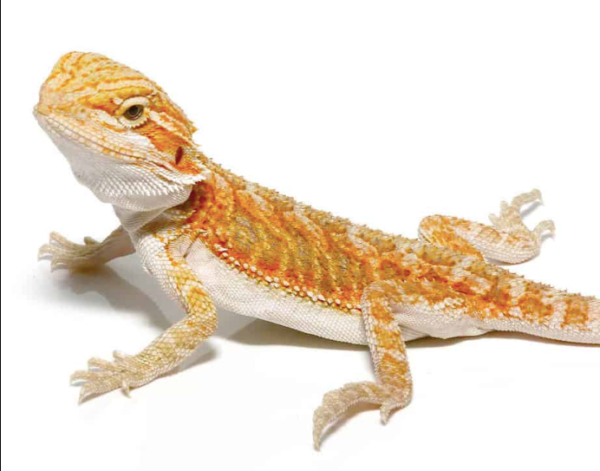 Baby Hypo Blue Bar Bearded Dragon For Sale