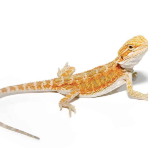 Baby Hypo Blue Bar Bearded Dragon For Sale