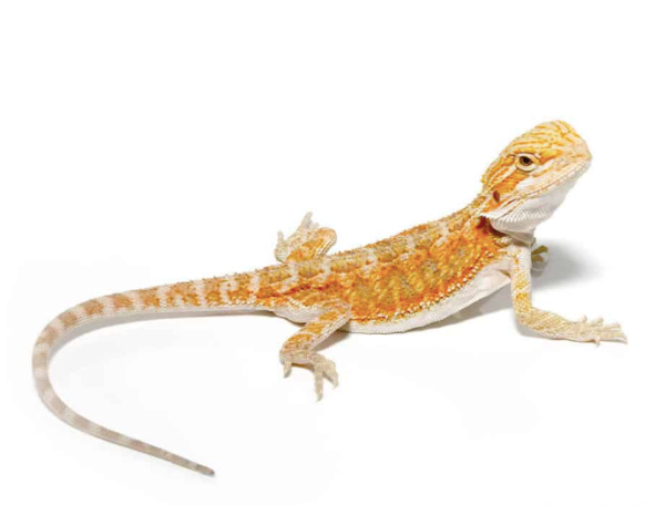 Baby Hypo Blue Bar Bearded Dragon For Sale