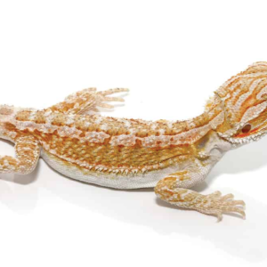 Baby Hypo Citrus Bearded Dragon For Sale