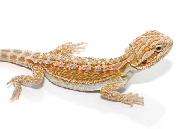 Baby Hypo Citrus Bearded Dragon For Sale