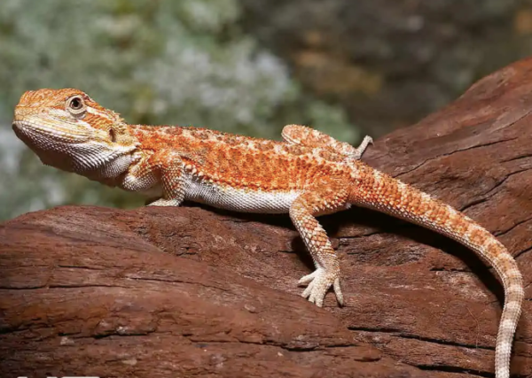 Baby Hypo Dunner Bearded Dragon For Sale