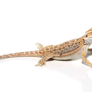 Baby Hypo Inferno Blue Bar Bearded Dragon For Sale