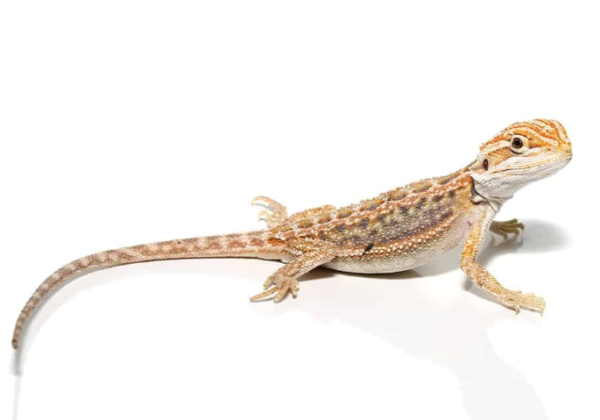 Baby Hypo Inferno Blue Bar Bearded Dragon For Sale