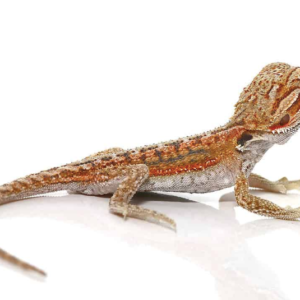 Baby Hypo Inferno Dunner Bearded Dragon For Sale