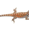 Baby Hypo Leatherback Bearded Dragon For Sale