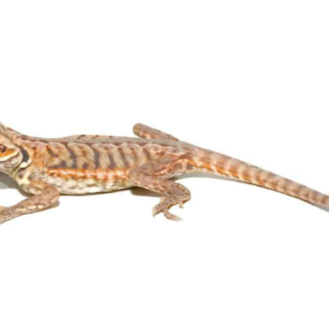 Baby Hypo Silky Bearded Dragon For Sale