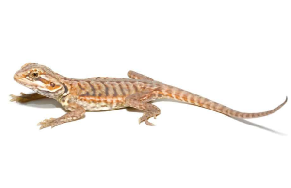 Baby Hypo Silky Bearded Dragon For Sale