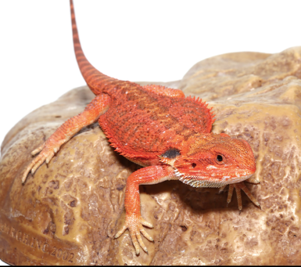 Inferno Bearded Dragon For Sale