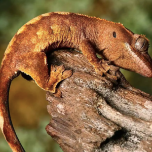 Baby Premium Crested Gecko For Sale