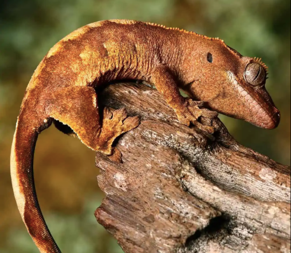 Baby Premium Crested Gecko For Sale