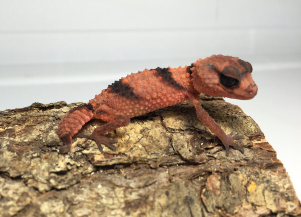 Banded Knob Tailed Gecko for Sale