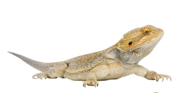 Bearded Dragon For Sale