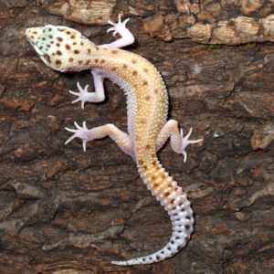 Bells Albino Snake Eyes Leopard Gecko For Sale