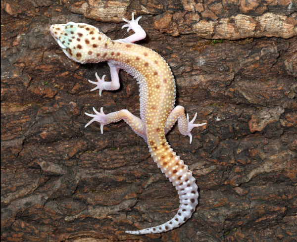 Bells Albino Snake Eyes Leopard Gecko For Sale