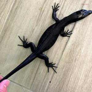 Black Dragon Water Monitor for Sale