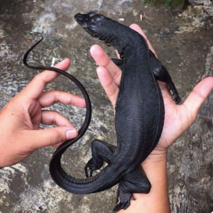 Black Tree Monitor for Sale