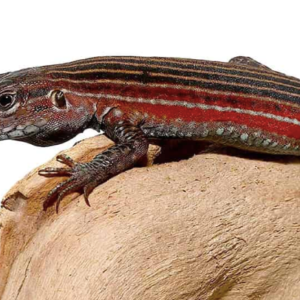 Blackbelly Racerunner Lizard For Sale