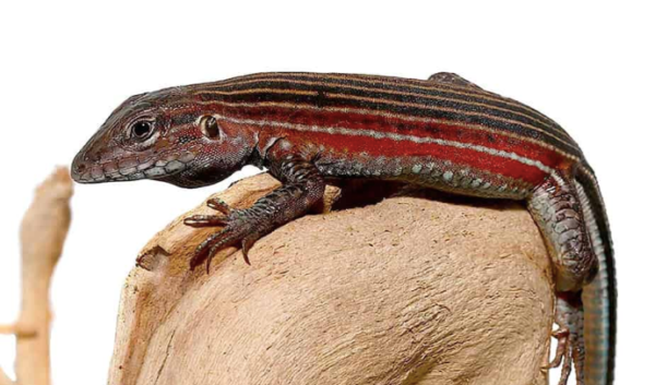 Blackbelly Racerunner Lizard For Sale