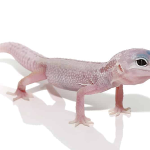 Blizzard Leopard Gecko for Sale