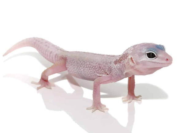 Blizzard Leopard Gecko for Sale