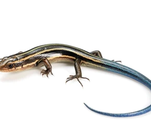 Blue Tail Skink for Sale