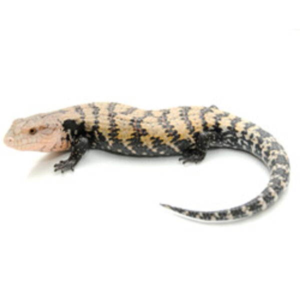 Blue Tongue Skink for Sale