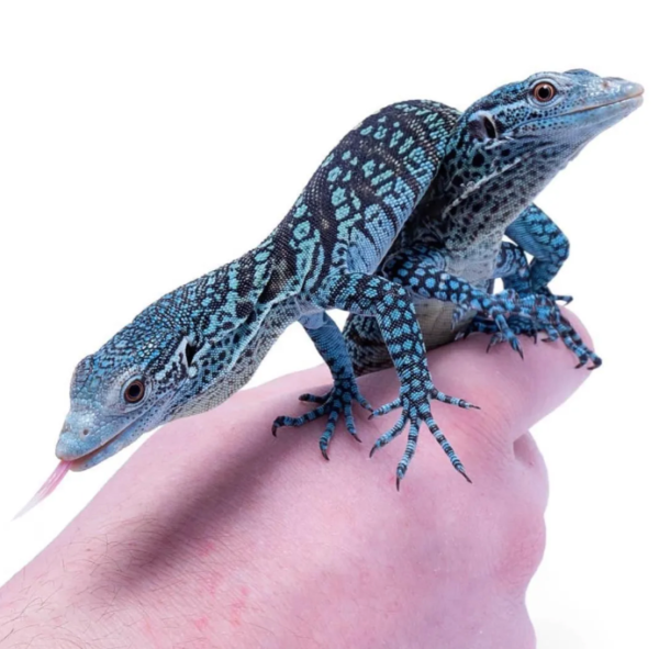 Blue Tree Monitor for Sale