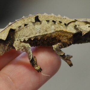 Brookesia Brygooi For Sale