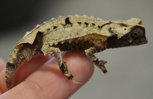 Brookesia Brygooi For Sale