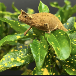 Brookesia Therezieni For Sale