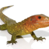 Caiman Lizard for Sale