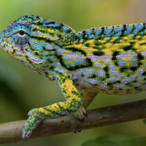 Carpet Chameleon for Sale