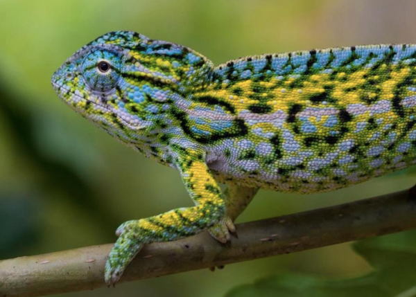 Carpet Chameleon for Sale