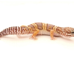 Chocolate Albino Leopard Gecko for Sale