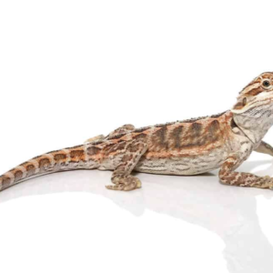 Citrus Leatherback Bearded Dragon For Sale