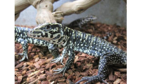 Colombian Tegu for Sale