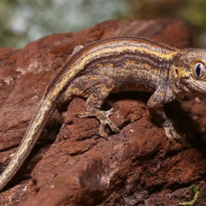 Colored Striped Gargoyle Gecko For Sale