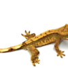 Crested Gecko for Sale