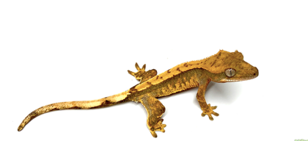 Crested Gecko for Sale