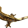 Crested Gecko for Sale