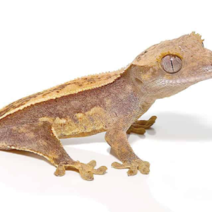 Crested Gecko for Sale