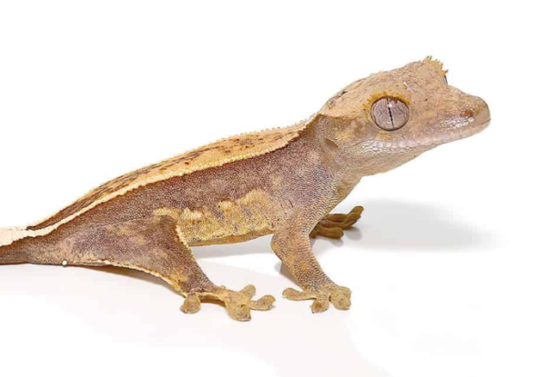 Crested Gecko for Sale