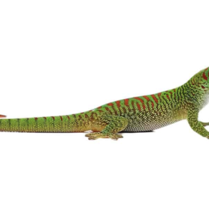 Crimson Giant Day Gecko For Sale