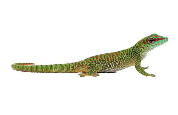 Crimson Giant Day Gecko For Sale