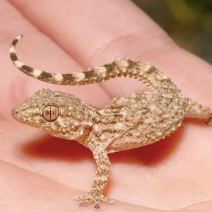 Crocodile Gecko For Sale