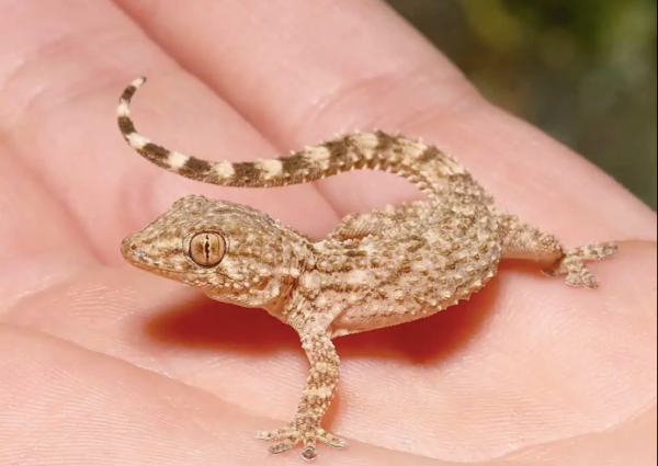 Crocodile Gecko For Sale